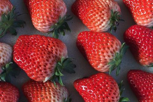 草莓品种甜度排名
